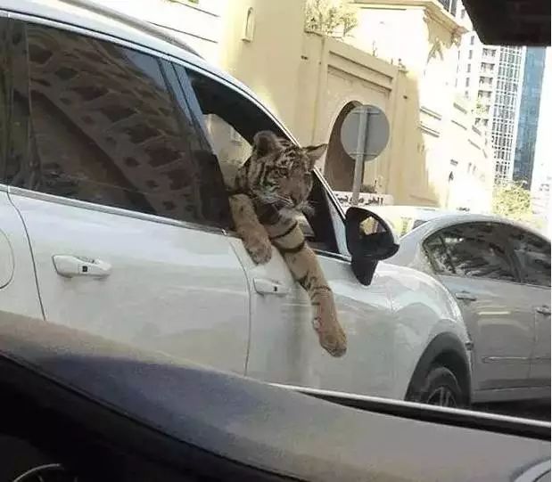 揭秘迪拜的真实生活,记录迪拜真实生活