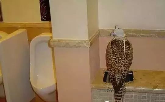 揭秘迪拜的真实生活,记录迪拜真实生活