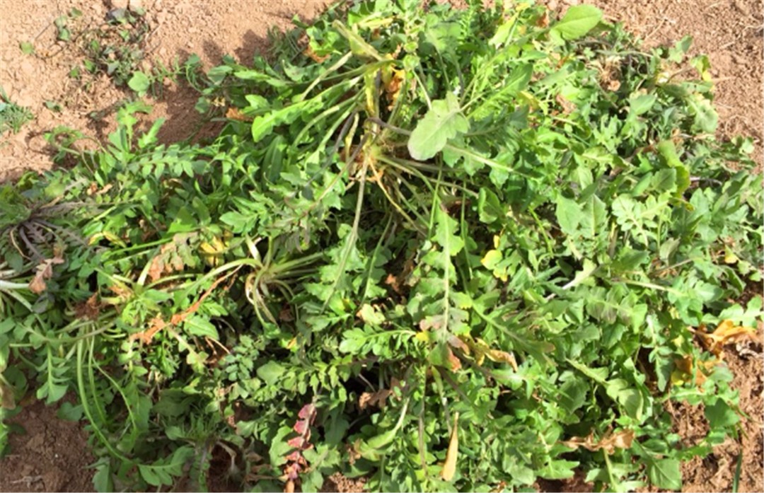 农村一种野草,煮鸡蛋吃了治头晕,还是驱蚊虫好帮手