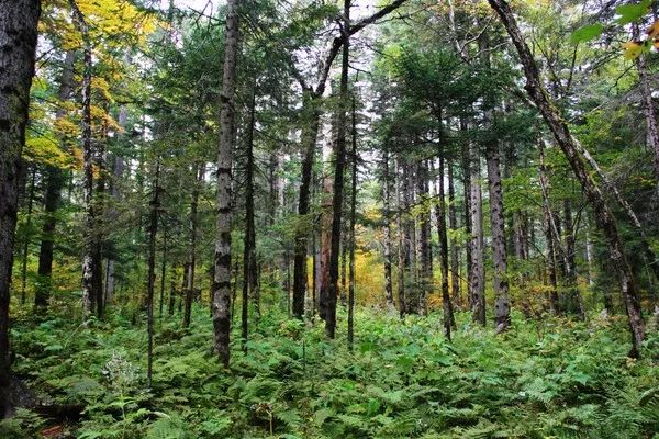 长白山滑雪旅游攻略及详细费用,沈阳到长白山自驾旅游攻略