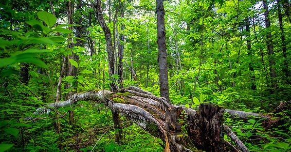 长白山滑雪旅游攻略及详细费用,沈阳到长白山自驾旅游攻略