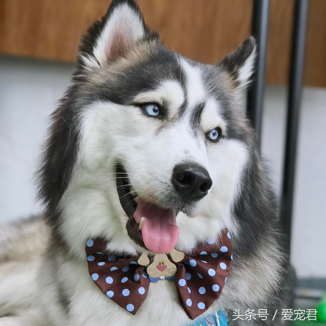 姹槦浜虹殑寰瑧,姹槦浜虹嫍鐙椾細寰瑧