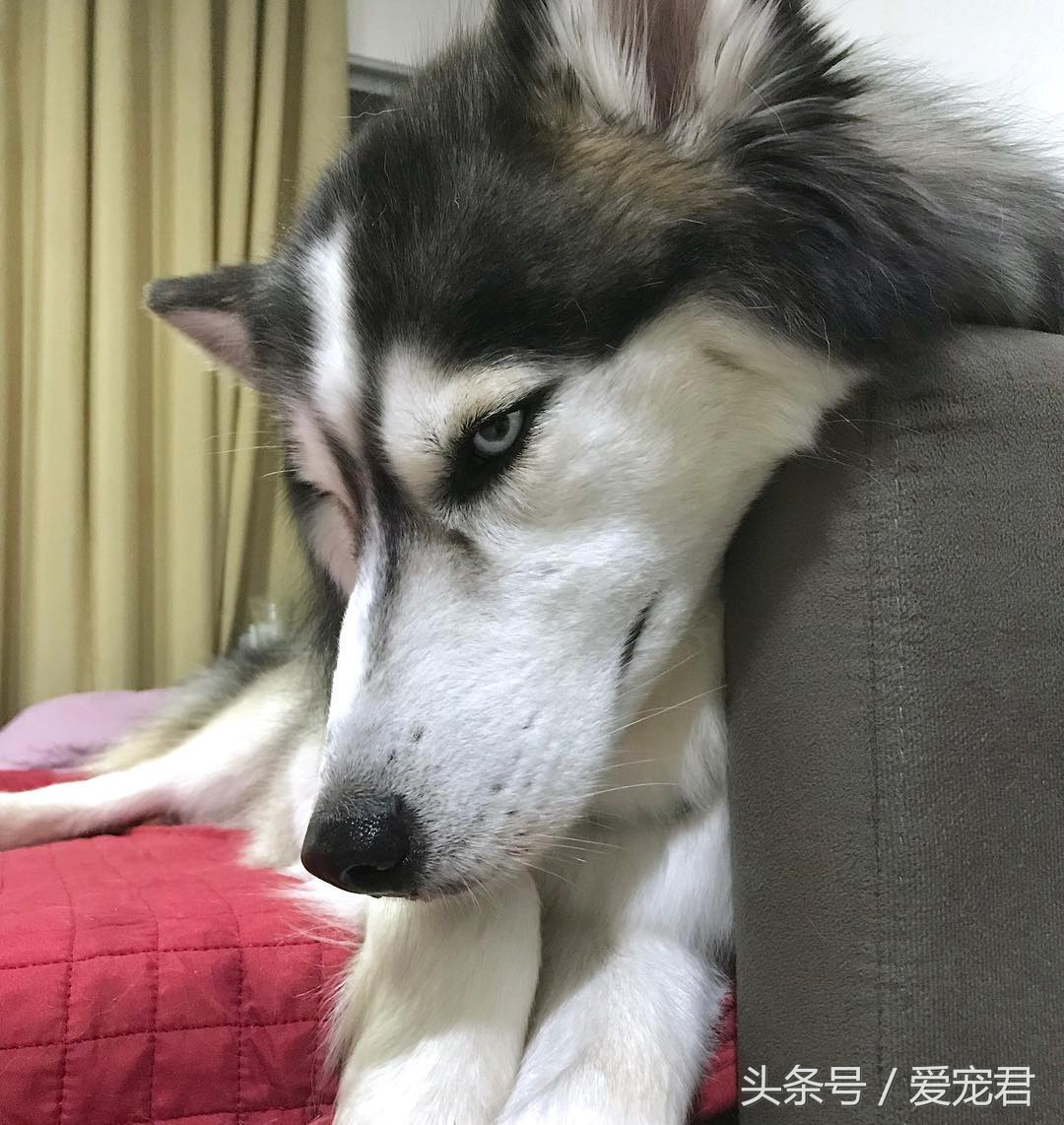 姹槦浜虹殑寰瑧,姹槦浜虹嫍鐙椾細寰瑧