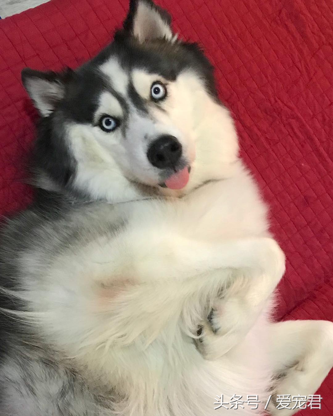 姹槦浜虹殑寰瑧,姹槦浜虹嫍鐙椾細寰瑧