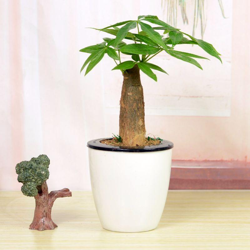 想要养好发财树,掌握这几个诀窍,发财树绿油油!