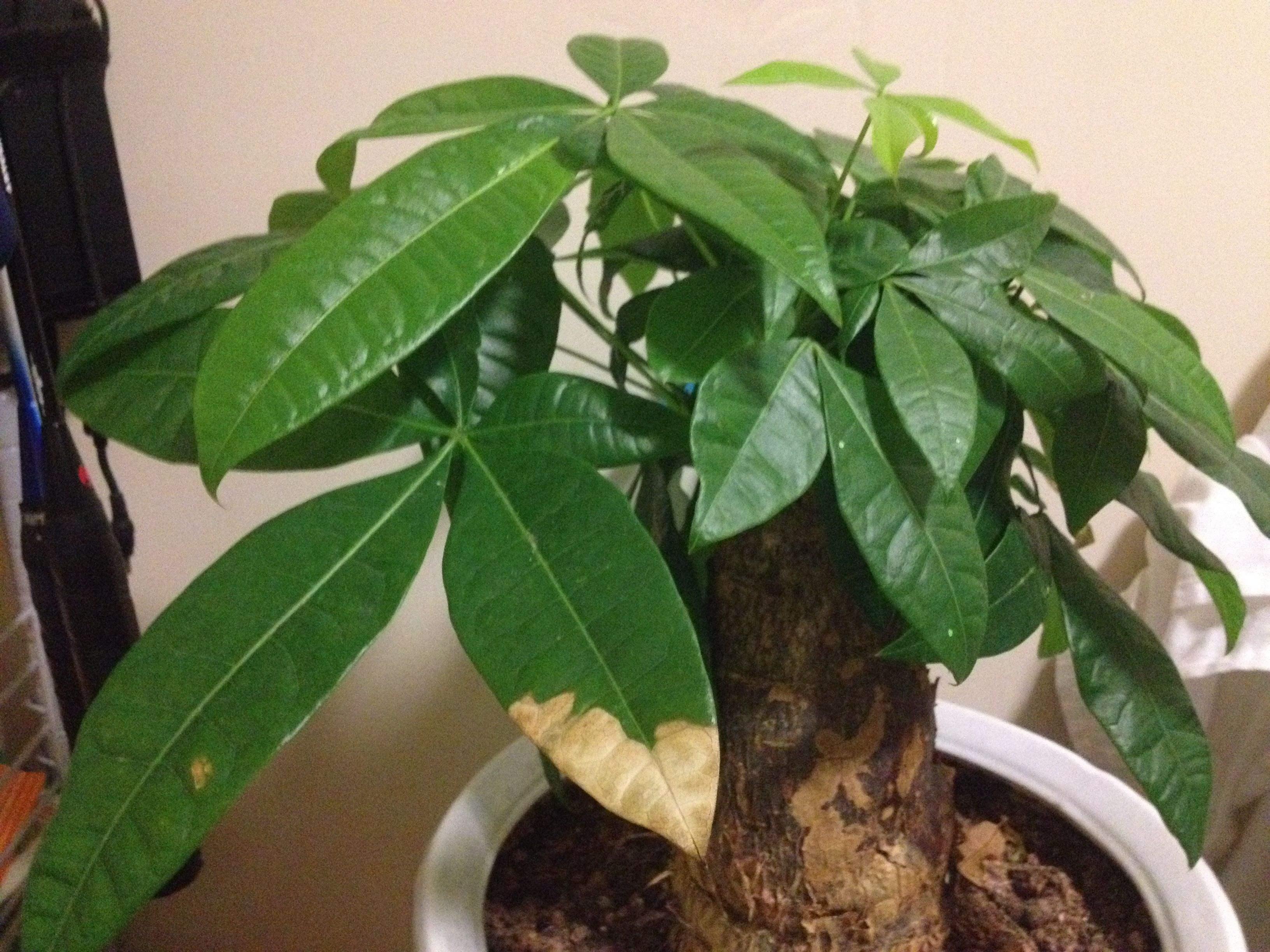 想要养好发财树,掌握这几个诀窍,发财树绿油油!