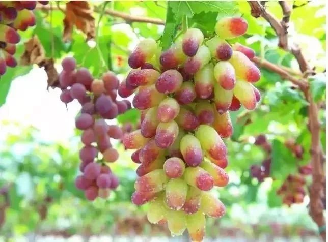 贵阳周边采摘水晶葡萄的地方,贵阳葡萄采摘地点推荐