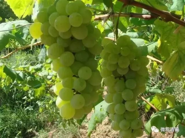 贵阳周边采摘水晶葡萄的地方,贵阳葡萄采摘地点推荐