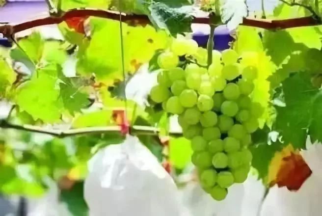 贵阳周边采摘水晶葡萄的地方,贵阳葡萄采摘地点推荐