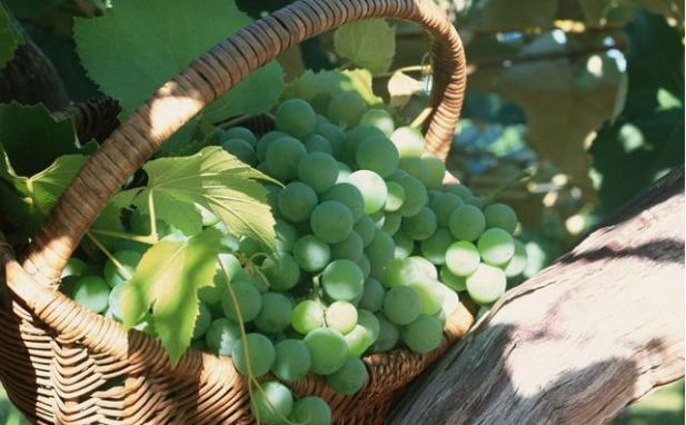 贵阳周边采摘水晶葡萄的地方,贵阳葡萄采摘地点推荐