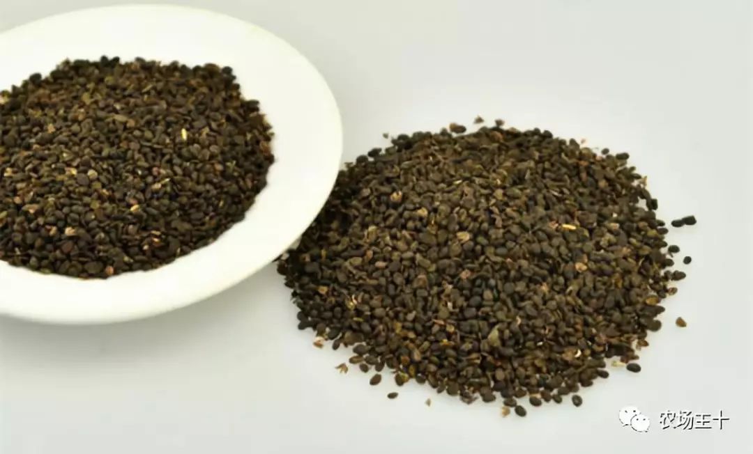 有趣的中药，你认识几种？