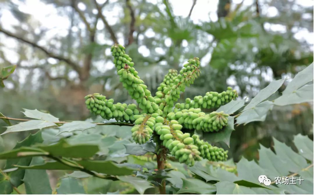 有趣的中药，你认识几种？