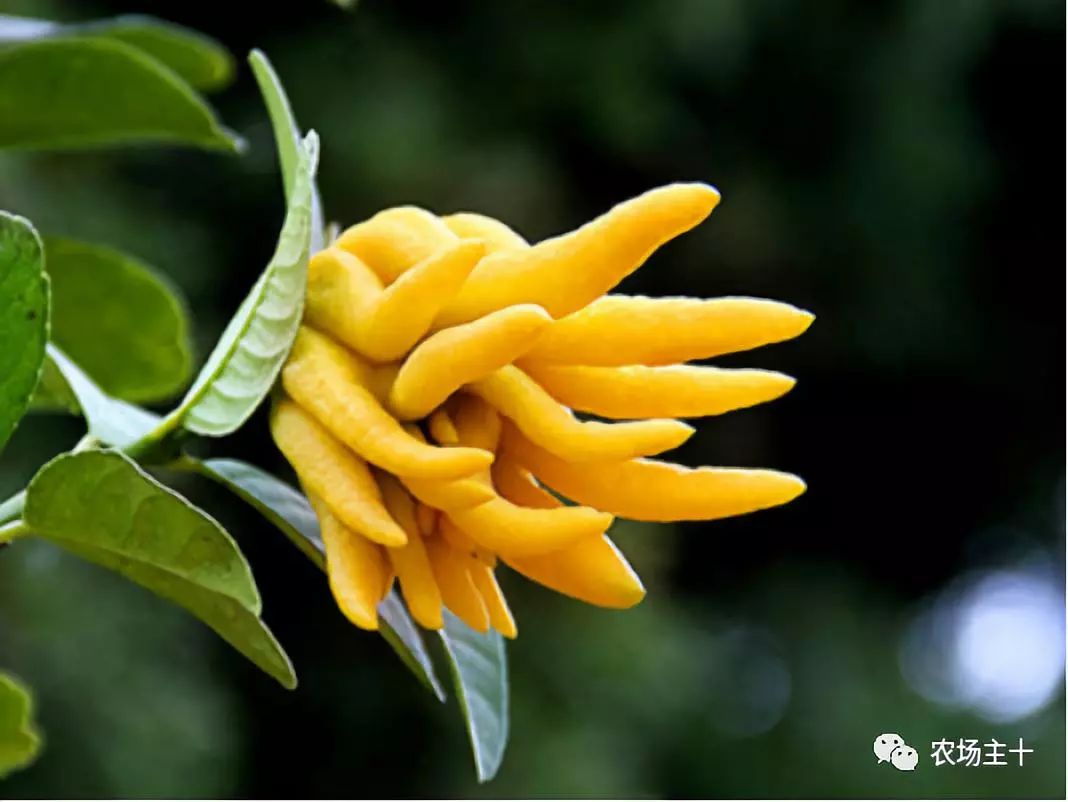 有趣的中药，你认识几种？