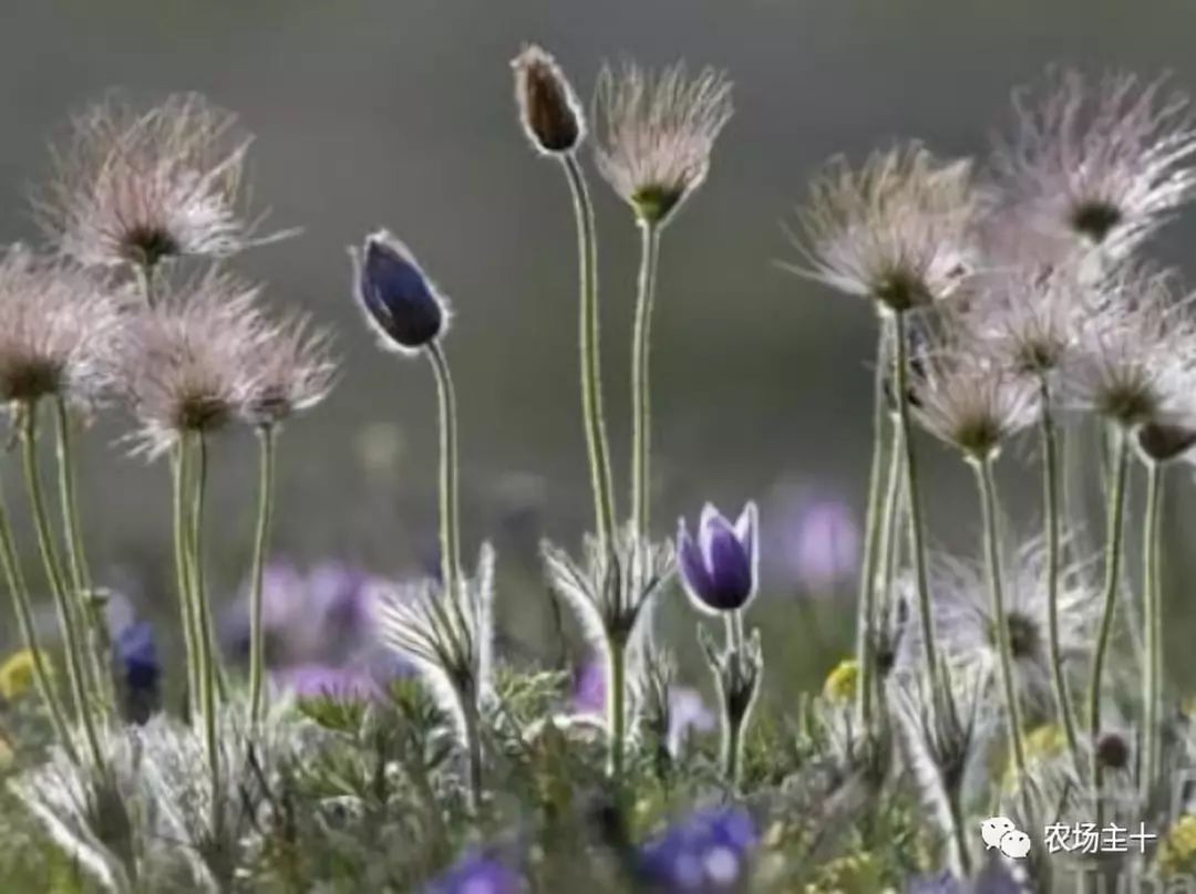 有趣的中药，你认识几种？