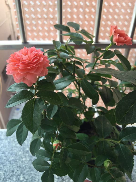 什么月季比较耐阴又好养,香味浓郁好养的藤本月季