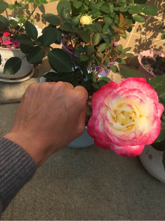 什么月季比较耐阴又好养,香味浓郁好养的藤本月季