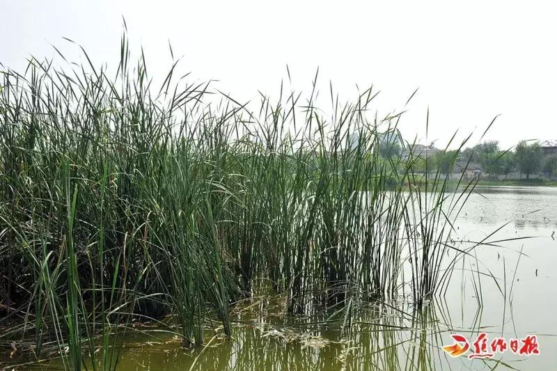蒲草花样做法视频,蒲草做手工制作大全