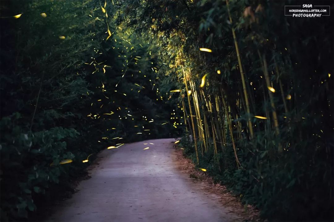 莫干山萤火虫基地住宿,莫干山云起萤光水森林萤火虫基地