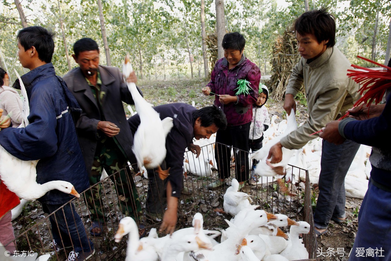 新手养鹅需要投资多少,新手养鹅