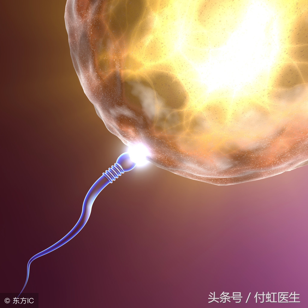 要想一亲卵子小姐的芳泽，精子先生需要突破三个关口！