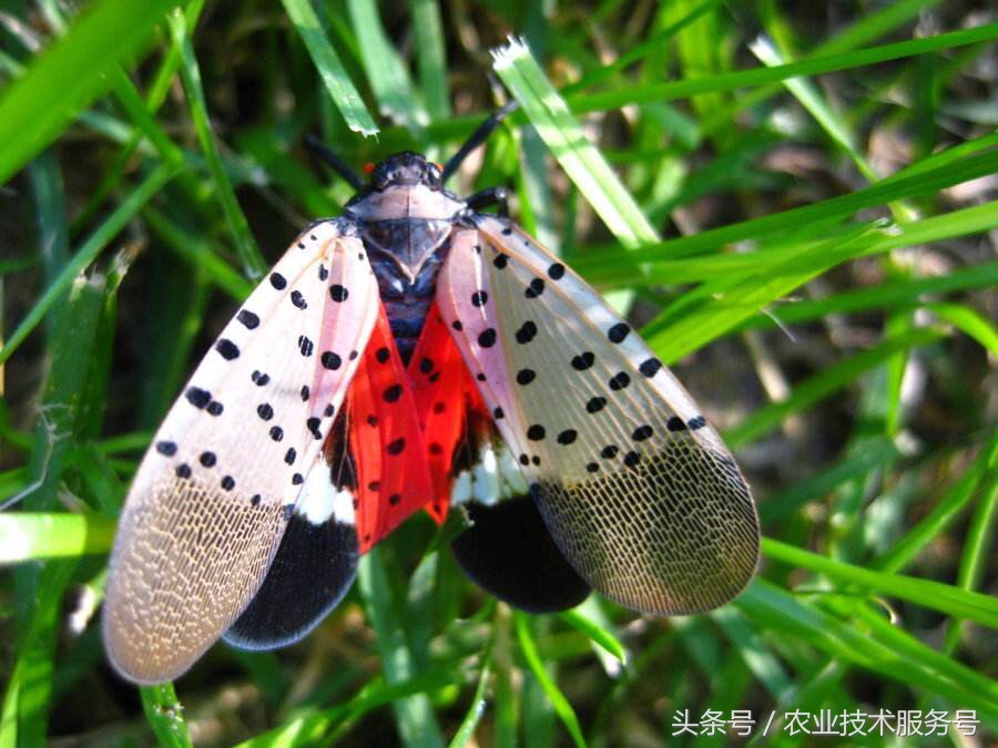 农村有很多虫子怎么解决,果树树干里面生虫怎么处理