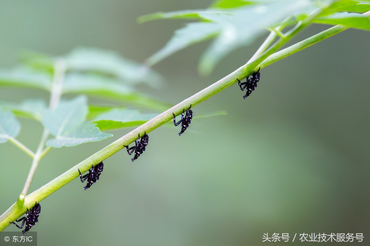 农村有很多虫子怎么解决,果树树干里面生虫怎么处理