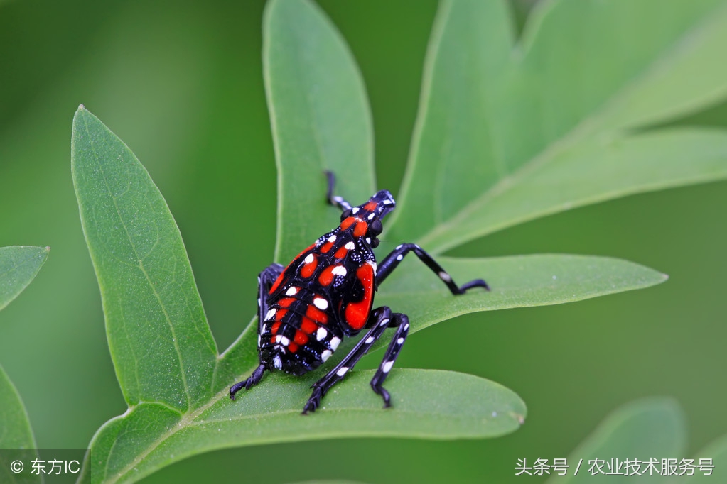 农村有很多虫子怎么解决,果树树干里面生虫怎么处理