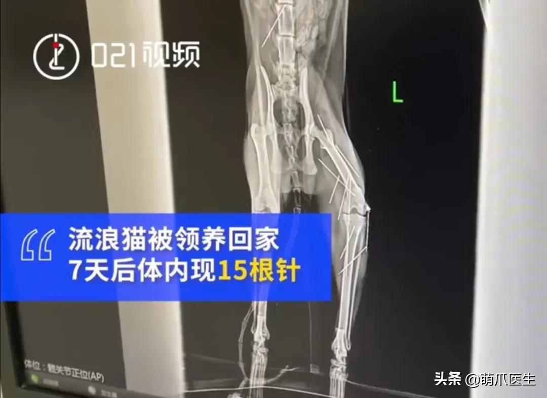 x光猫爪辟谣,猫爪x光是真的吗