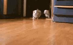 奶狗接回家怎么养,奶狗刚抱回家