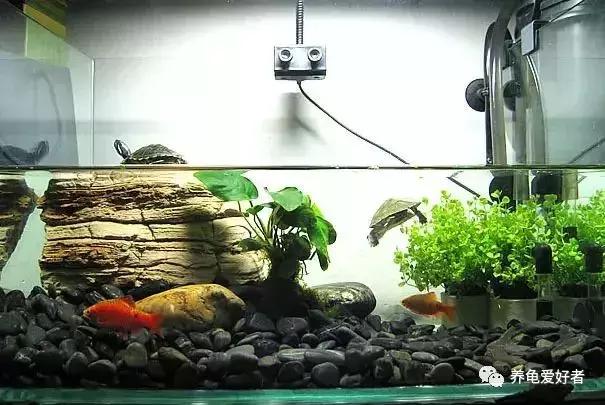 新手怎么布置龟的家,鳄龟怎么布置房子好看