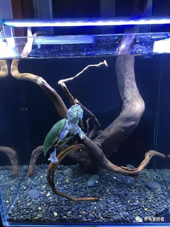 新手怎么布置龟的家,鳄龟怎么布置房子好看