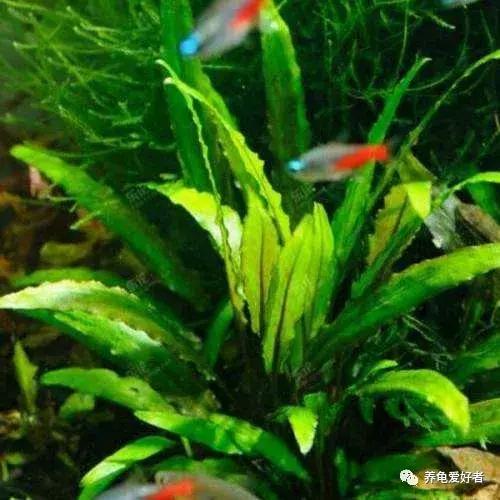 给大家推荐一些好养殖的水草,十大适合新手养的水草