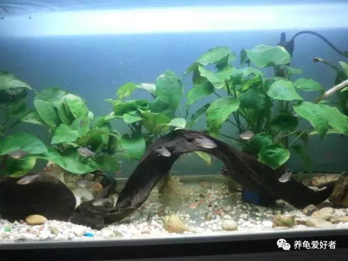 给大家推荐一些好养殖的水草,十大适合新手养的水草