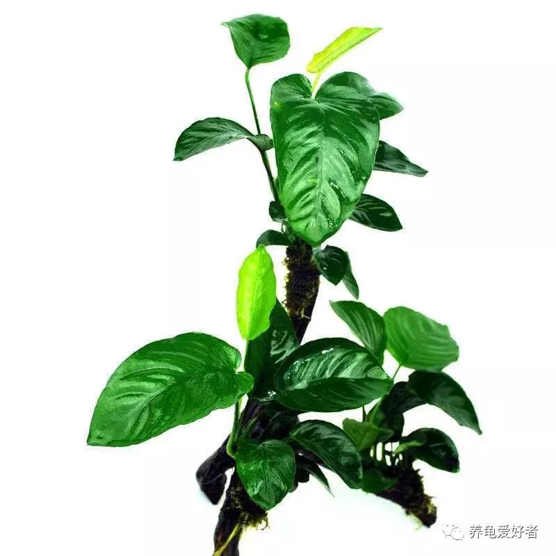 给大家推荐一些好养殖的水草,十大适合新手养的水草