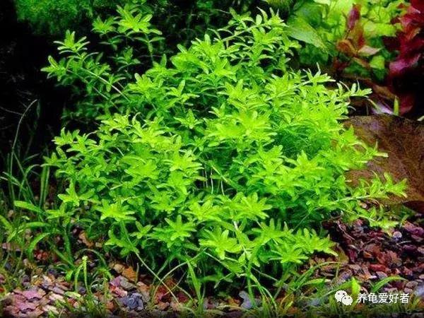 给大家推荐一些好养殖的水草,十大适合新手养的水草