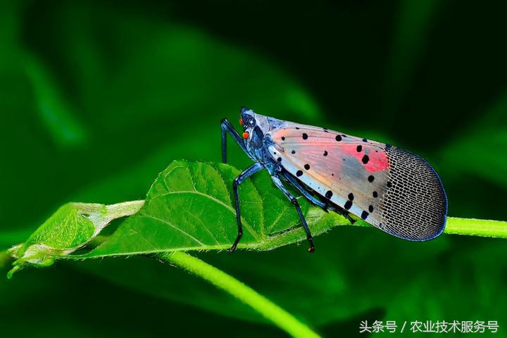 农村有很多虫子怎么解决,果树树干里面生虫怎么处理