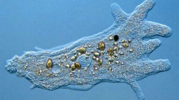 感染食脑虫的人,感染食脑虫的动物