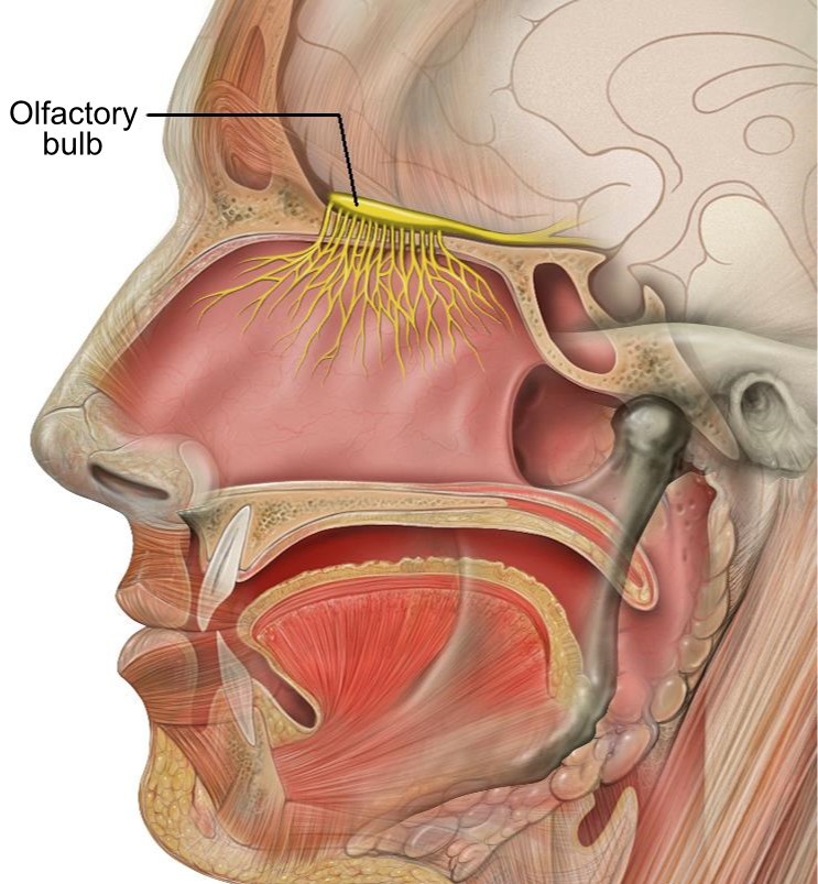 感染食脑虫的人,感染食脑虫的动物