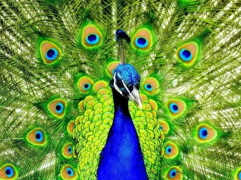 会动的图片视频,会动的图片20张