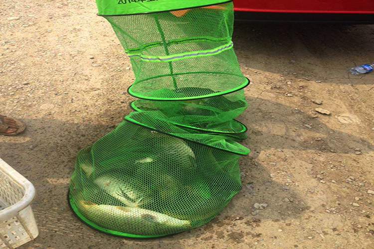 夏季黑坑钓鲤鱼都用什么小药,夏钓鲤鱼小药