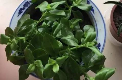 送你一款天然消炎药,4种天然消炎药隔三差五吃