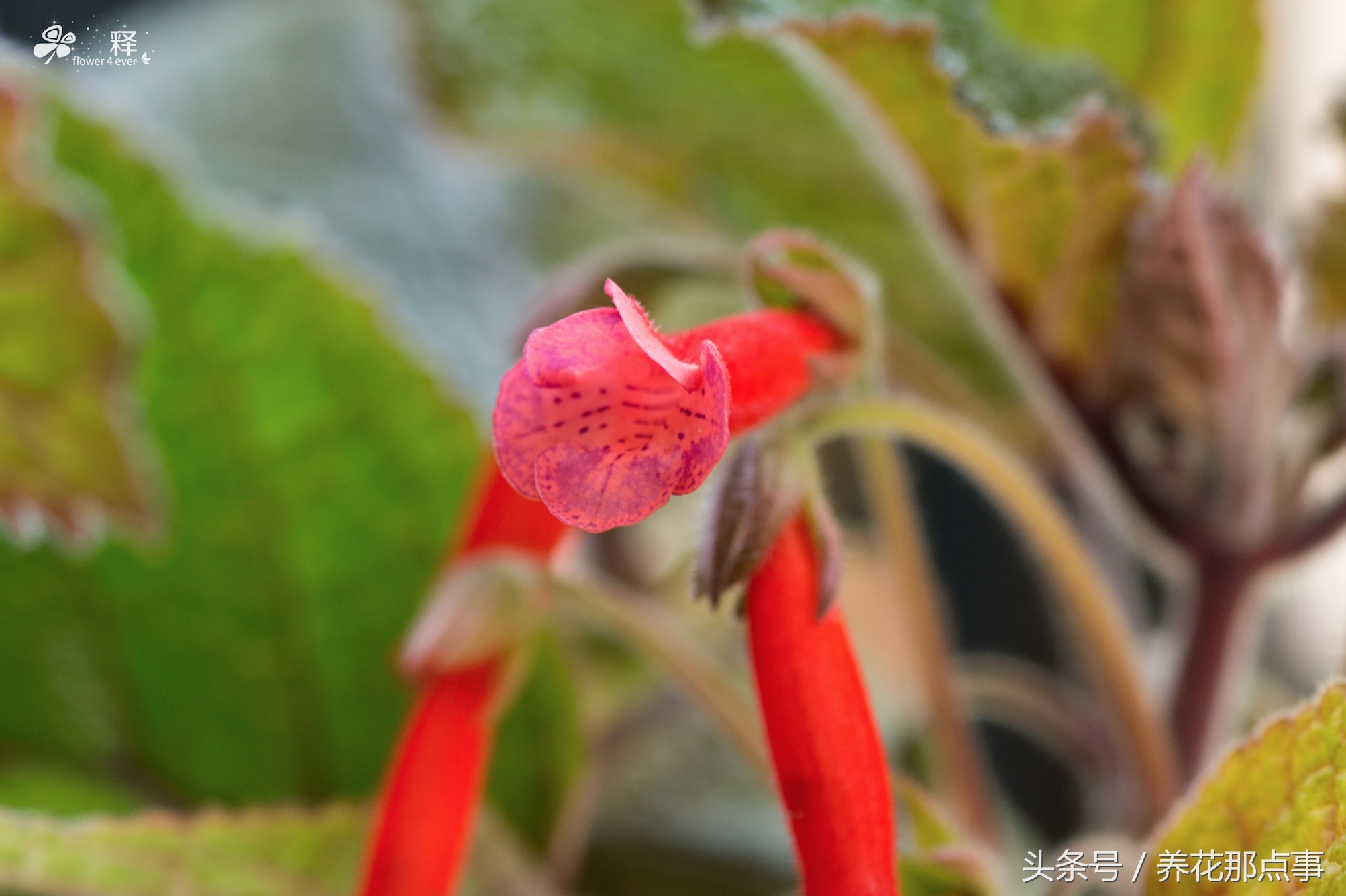 在鱼缸旁边种上这些花，不但花长得好而且还能给鱼缸增添色彩感