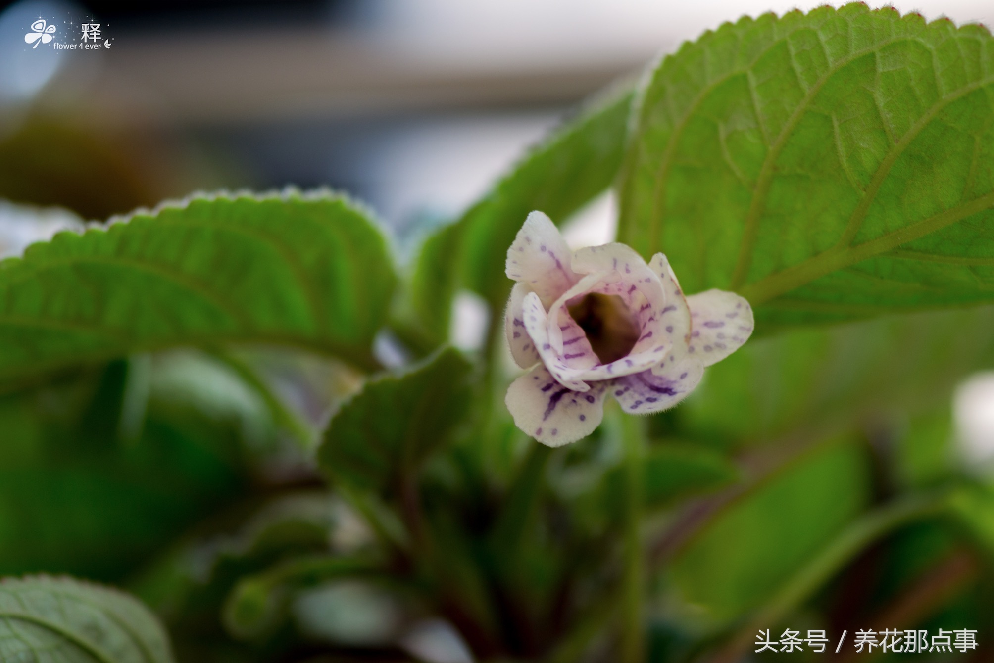 在鱼缸旁边种上这些花，不但花长得好而且还能给鱼缸增添色彩感