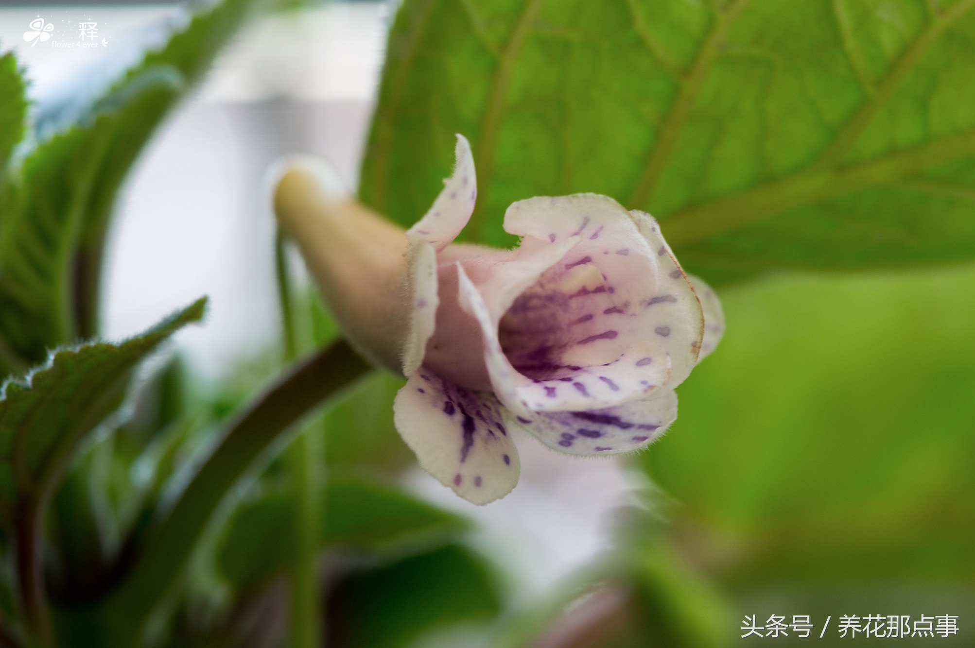 在鱼缸旁边种上这些花，不但花长得好而且还能给鱼缸增添色彩感