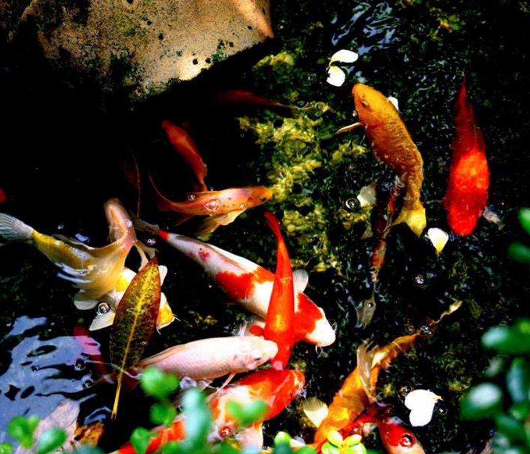 锦鲤风水养法大全,锦鲤养10条风水学有什么说法