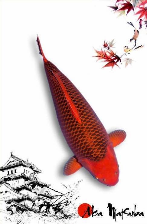 锦鲤风水养法大全,锦鲤养10条风水学有什么说法