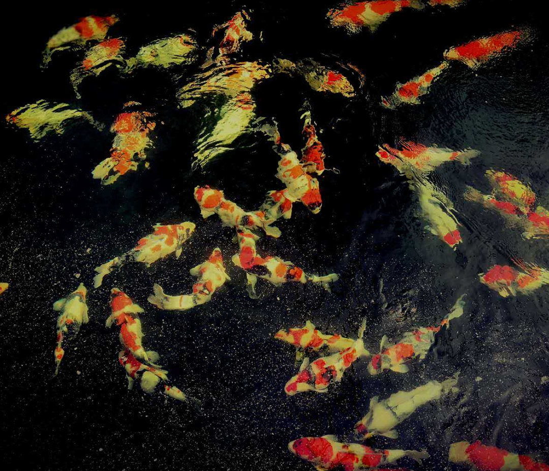 锦鲤风水养法大全,锦鲤养10条风水学有什么说法