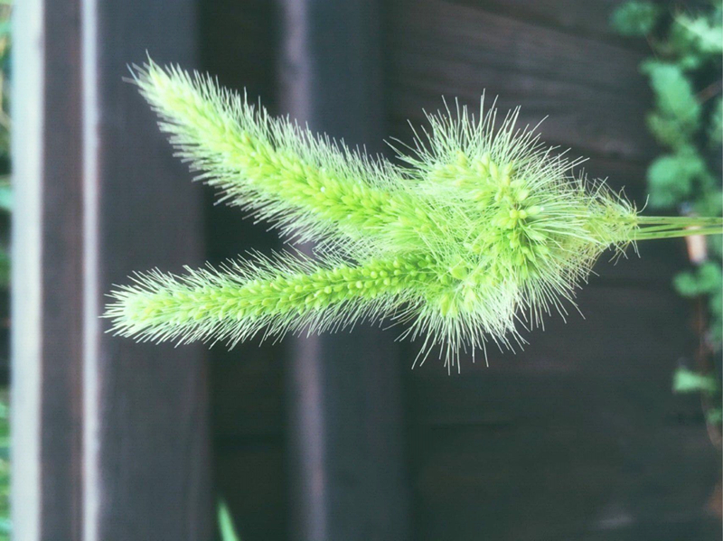 你还记得童年的狗尾草吗,狗尾草小时候