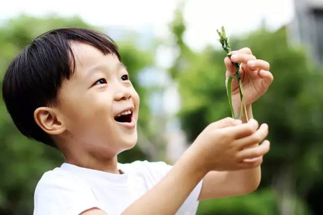 你还记得童年的狗尾草吗,狗尾草小时候