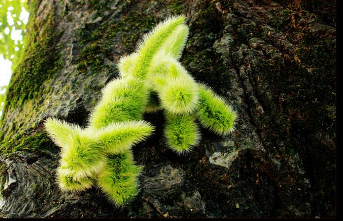 你还记得童年的狗尾草吗,狗尾草小时候